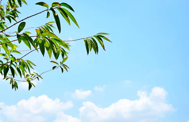 istock Fresh Green Leaves on sky background 1214931732
