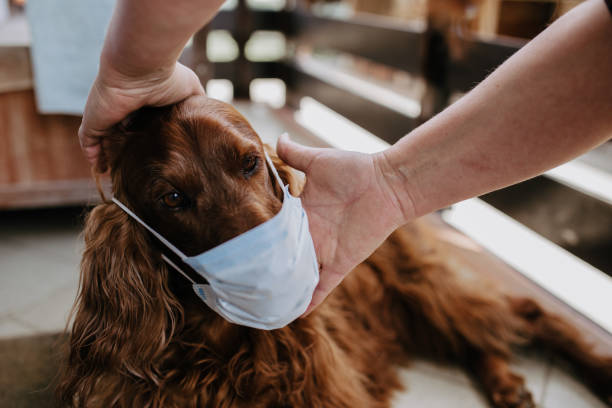 istock dog with a protective mask on his face 1214931740