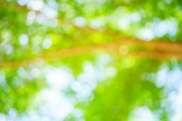 istock Blurry green nature leaf tree in garden background with sunlight flare 1214931743