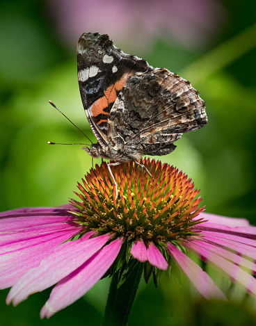 A silver-spotted skipper butterfly feeds on a coneflower in a Pennsylvania meadow