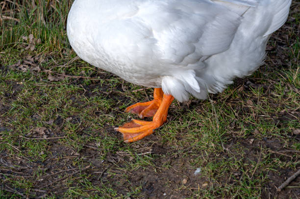 istock Orange webbed foot of heavy white pekin duck 1214934741