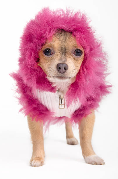 istock Chihuahua puppy dressed in fancy winter jacket 121493481