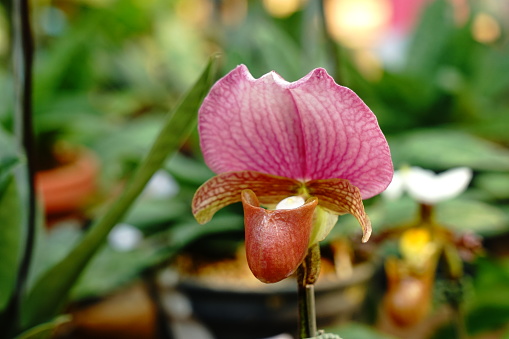 Paphiopedilum dianthum , lady's slipper or venus shoe Orchid