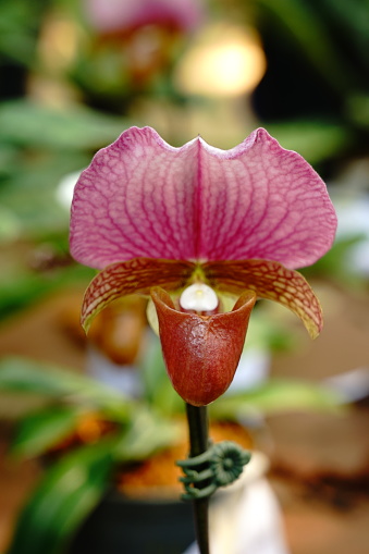 Paphiopedilum villosum (Lindl.) in orchid flower garden.