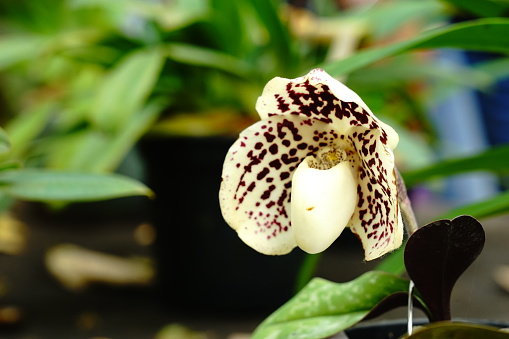 Paphiopedilum callosum , lady's slipper or venus shoe brown Orchid