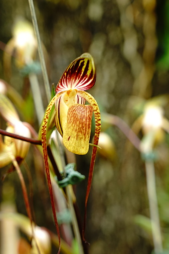 Paphiopedilum barbatum , lady's slipper or venus shoe Orchid