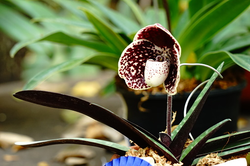 Paphiopedilum callosum , lady's slipper or venus shoe brown Orchid