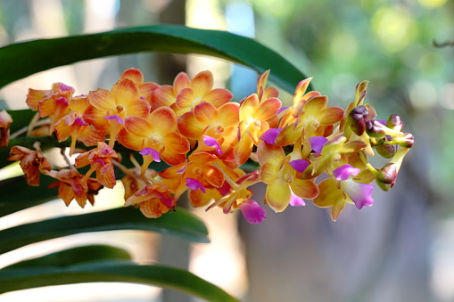 Beautiful orange and red orchid with Vanda in full bloom in farm
