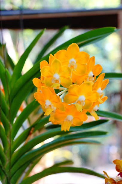 Ascocenda orange orchid flowers.