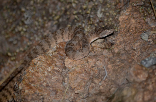 ガラガラヘビ - desert animals flash ストックフォトと画像
