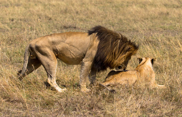 istock A mating couple of Lions 1214937011