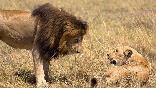 istock A mating couple of Lions 1214937014