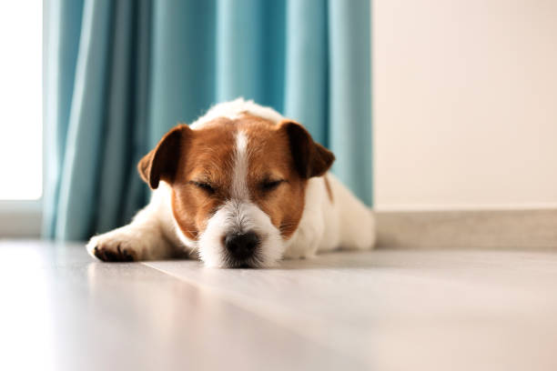 Portrait of a cute dog lying on the floor and sleeping. stock photo