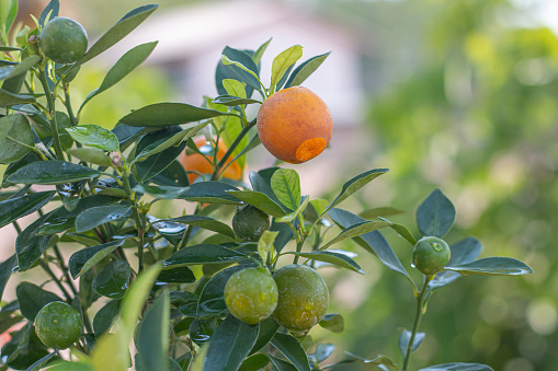 Fresh ripe orange and lemon fruits
