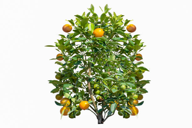 istock Orange trees have citrus fruits on a white background. 1214938548