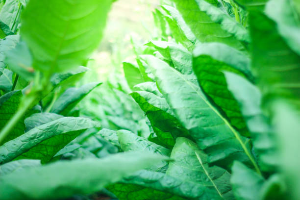 istock Green leafs tobacco 1214938668