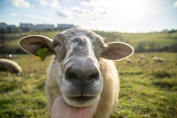 istock Friendly sheep from the herd cuddling with the woman's hand on the meadow. 1214939446