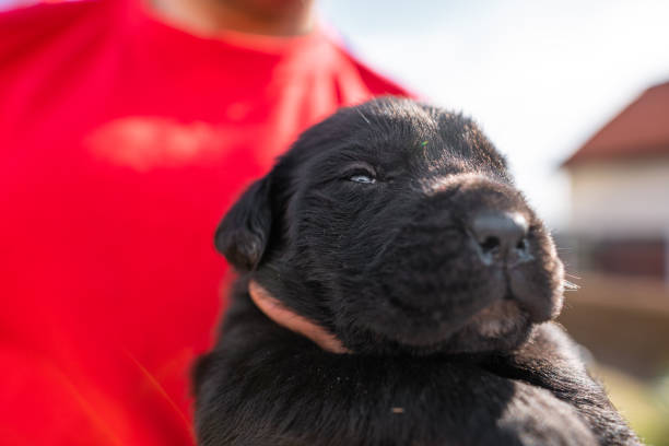 istock Cute black Cane Corso puppy 1214939655