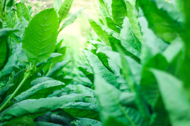 istock Green leafs tobacco 1214939717