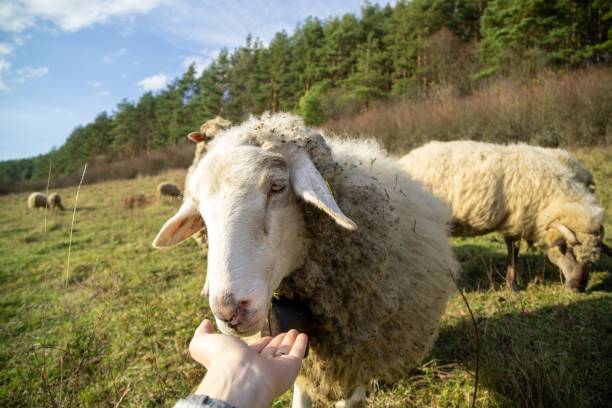 istock Friendly sheep from the herd cuddling with the woman's hand on the meadow. 1214939760