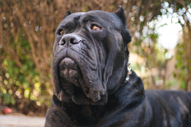 istock Portrait of an old Cane Corso dog 1214939776