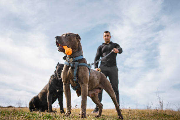 istock Muscular man with a group of protective Cane Corso dogs 1214939849