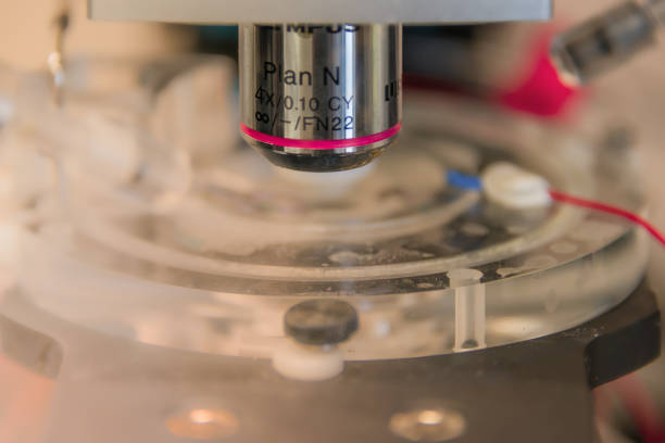 electrophysiological setup with a microscope to record neurons in brain samples and cell cultures - eeg epilepsy science electrode imagens e fotografias de stock