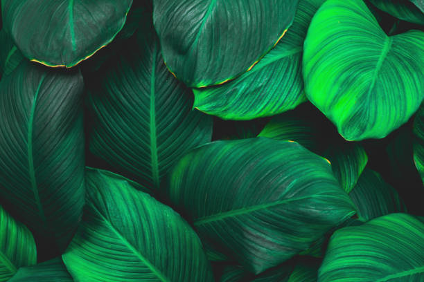 istock abstract green leaves texture, nature background 1214940131