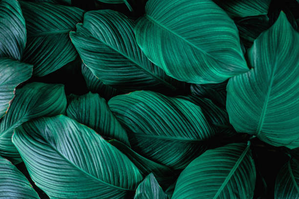 istock abstract green leaves texture, nature background 1214940199