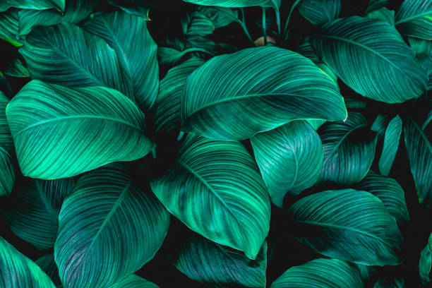 istock abstract green leaves texture, nature background 1214940293