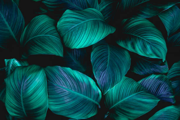 istock abstract green leaves texture, nature background 1214940327