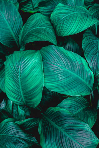 istock abstract green leaves texture, nature background 1214940349