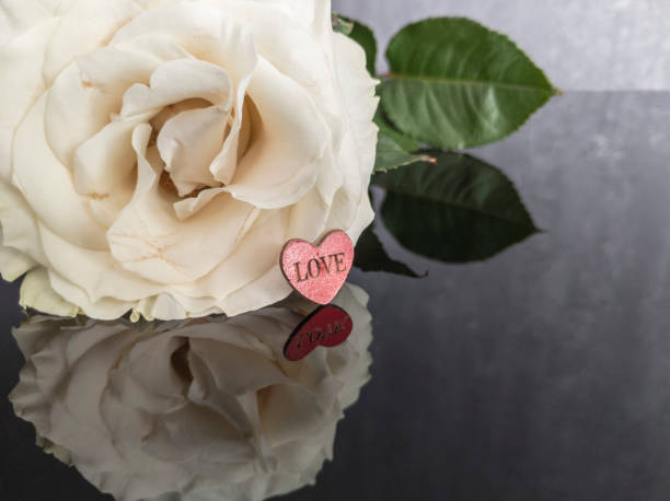 love cards - single flower tranquil scene mirror flower imagens e fotografias de stock
