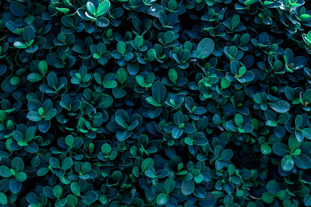 istock closeup nature view of green leaf texture 1214940830