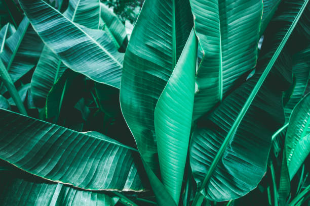 istock tropical banana leaf texture in garden 1214940960