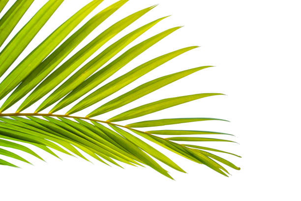 istock tropical coconut leaf isolated on white background 1214941834