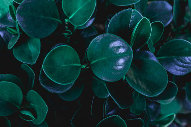 istock closeup nature view of green leaf texture 1214941926