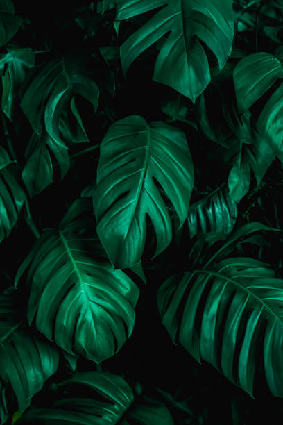 istock green monstera leaf background, tropical leaf, abstract green leaf texture 1214942065