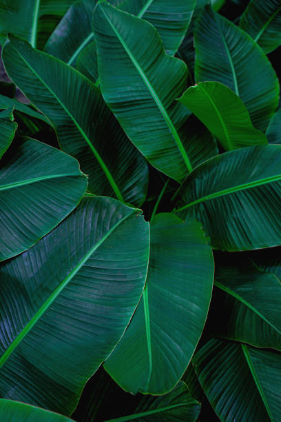 istock tropical banana leaf texture in garden 1214942189
