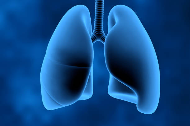 Breathing Exercise, Respiratory System, The Human Body, Human Lung, Anatomy