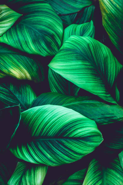 istock abstract green leaves texture, nature background 1214942370