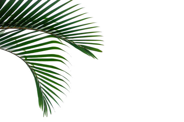 istock tropical coconut leaf isolated on white background 1214942514