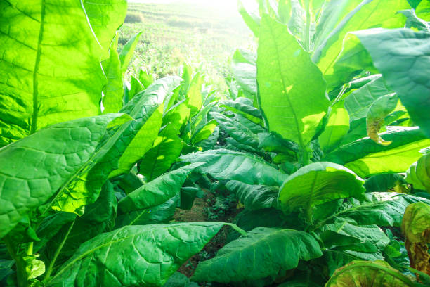 istock Green leafs tobacco 1214942522