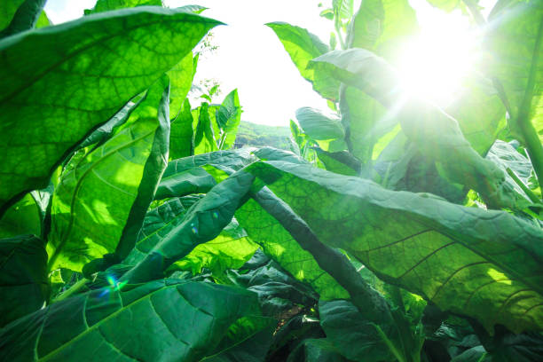 istock Green leafs tobacco 1214942645