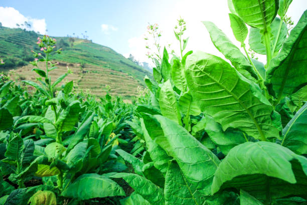 istock Green leafs tobacco 1214942678
