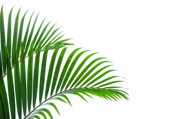 istock tropical coconut leaf isolated on white background 1214942755