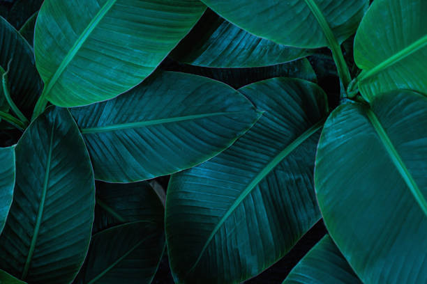 istock tropical banana leaf texture in garden 1214942769