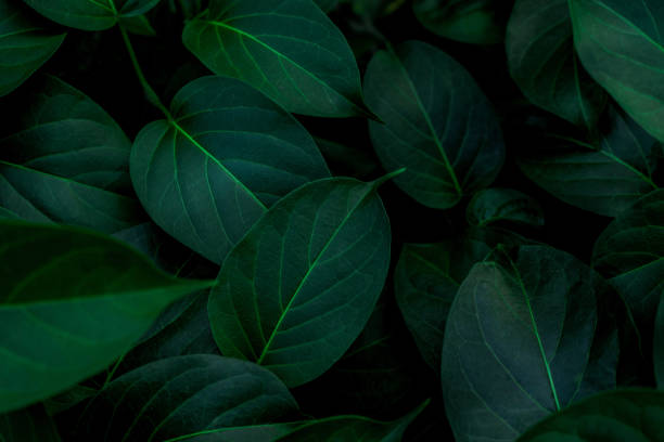 istock closeup nature view of green leaf texture 1214942811