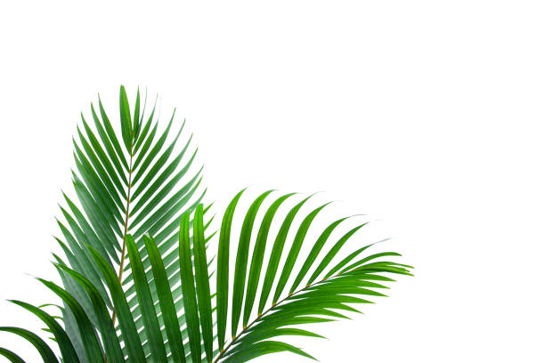 istock tropical coconut leaf isolated on white background 1214943425