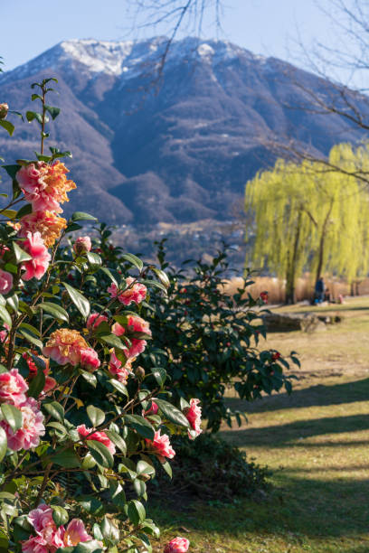 park of locarno with camellia flowers in front - locarno imagens e fotografias de stock